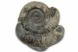 Jurassic Ammonite (Dactylioceras) Fossil - England #351290-1